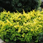 Tis japonský (Taxus cuspidata) ´AURESCENS´ - výška 20-30 cm, kont. C3L